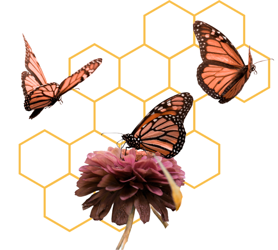 butterfly illustration